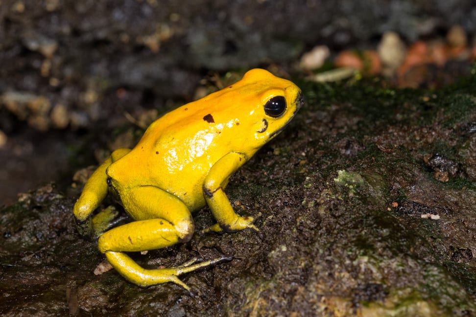 Goldener Pfeilgiftfrosch im Zoo Zürich.