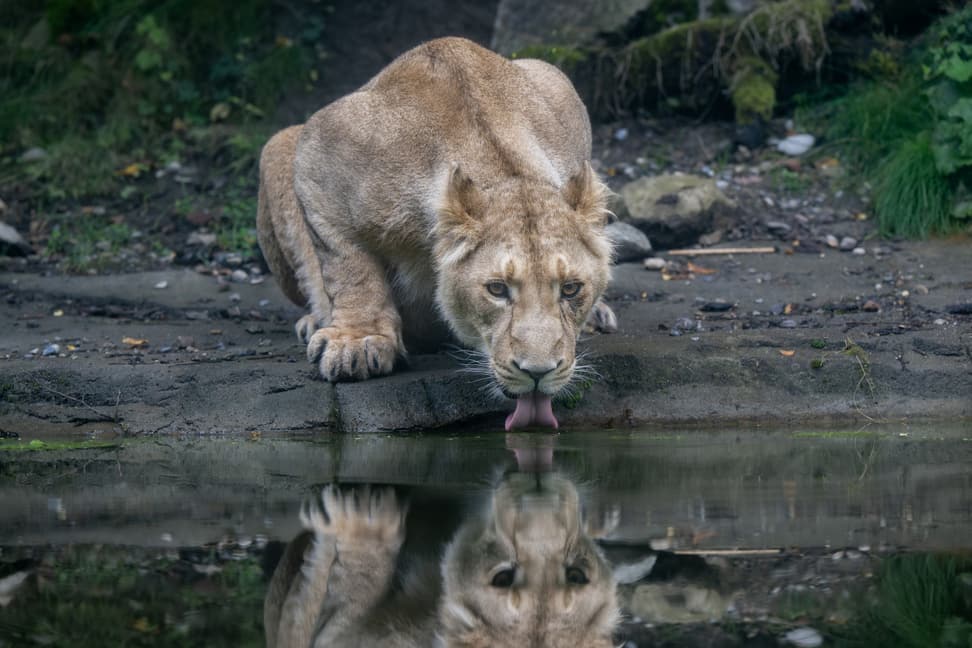 Da Asiatische Löwenweibchen Xallu beim Trinken im Zoo Zürich.