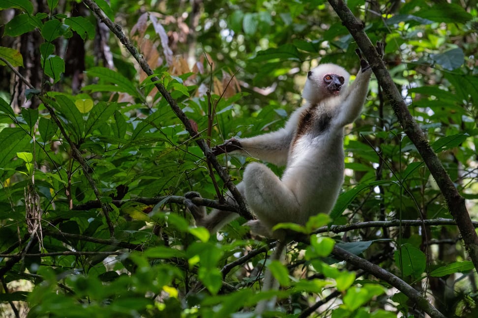 Seidensifakas sind Nahrungsspezialisten.