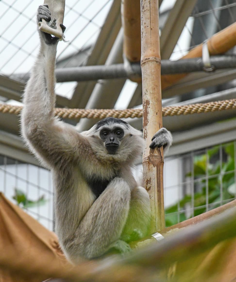 Kappengibbon-Weibchen Qiwèn im Zoo Zürich (2021).