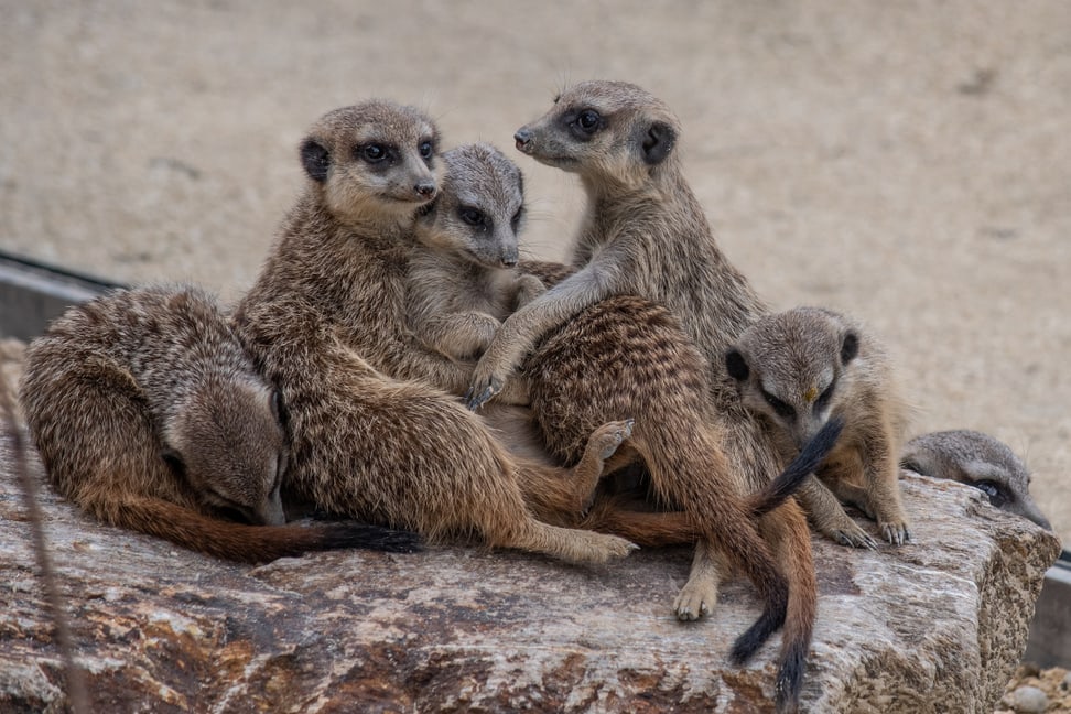 Erdmännchen in der Lewa Savanne des Zoo Zürich.