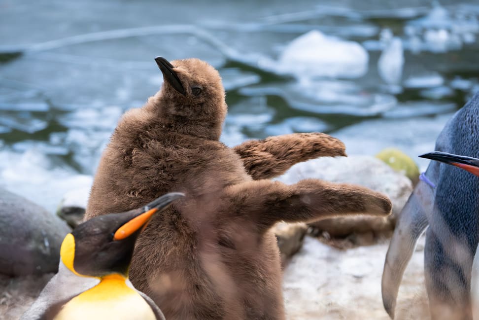 Pinguinküken im Zoo Zürich