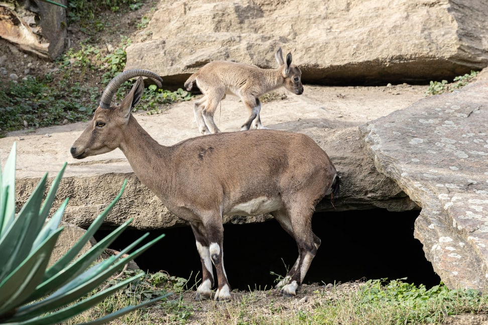 Nubische Steinböcke im Semien Gebirge des Zoo Zürich.