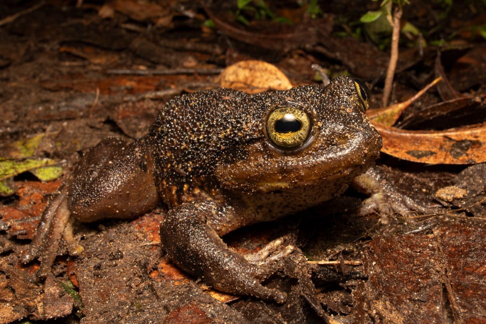 Mantidactylus radaka im Makira Naturpark
