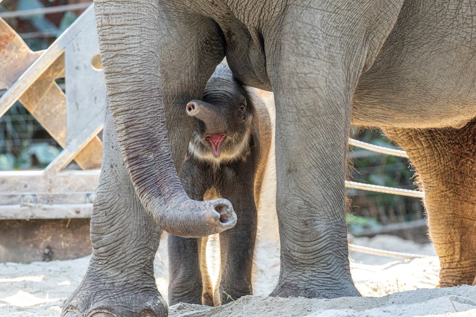 Elefanten-Jungtier im Zoo Zürich