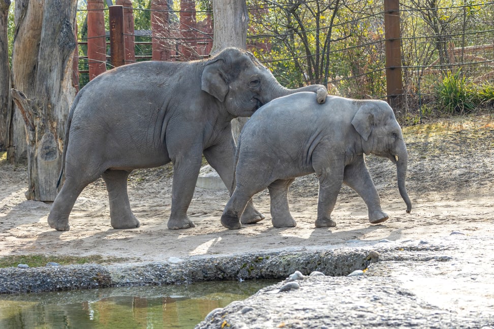Asiatische Elefanten Omysha (l.) und Umesh im Kaeng Krachan Elefantenpark des Zoo Zürich.