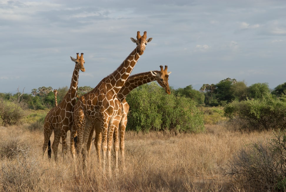 Giraffen im Lewa Wildlife Conservancy, Kenia. 