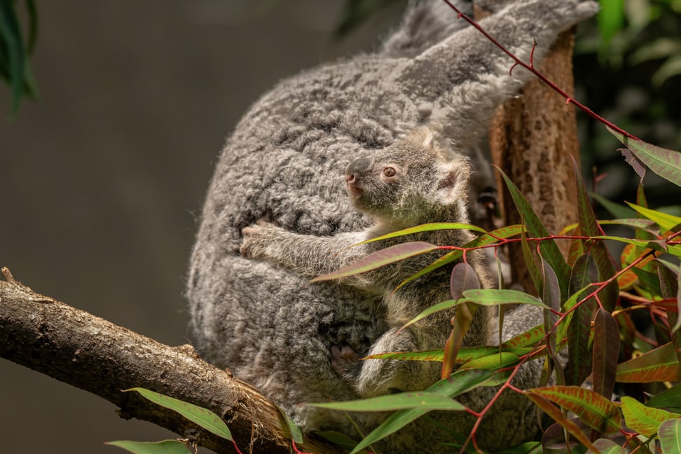 Koala Téa mit Jungtier im Zoo Zürich.