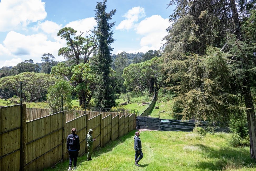 Bongo-Paddock im Wiederansiedlungszentrum.