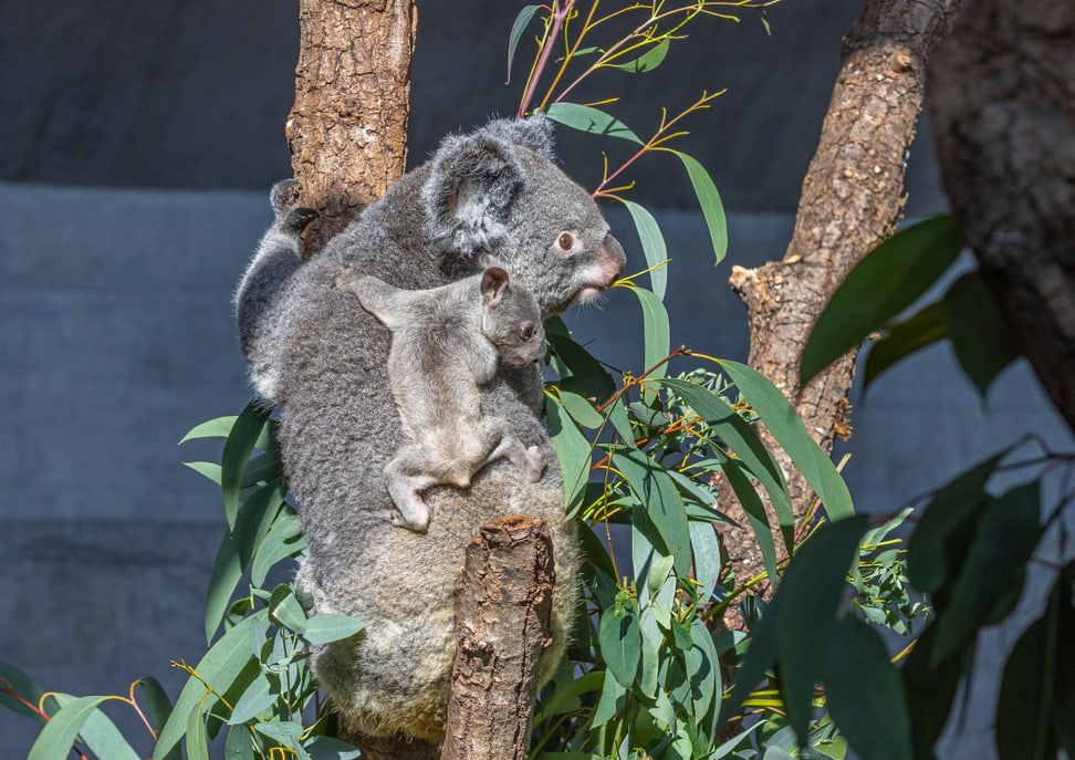 Koala Pippa mit Joey im Zoo Zürich.