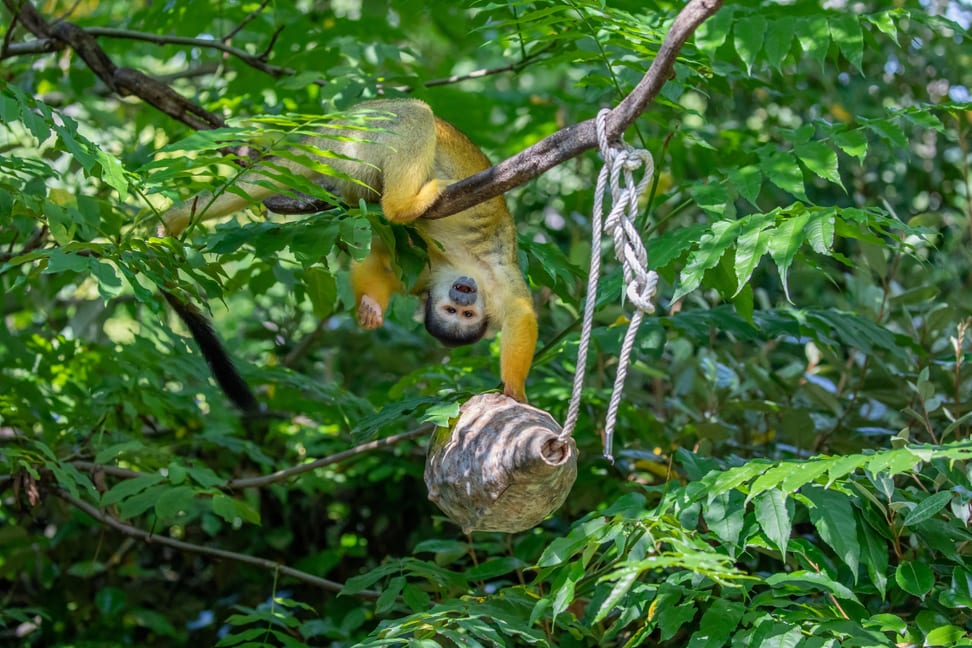 Totenkopfäffchen im Pantanal des Zoo Zürich.