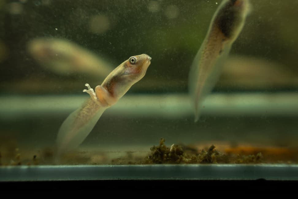 Orangeaugen-Laubfrösche in der Metamorphose in der Forschungsstation des Zoo Zürich.