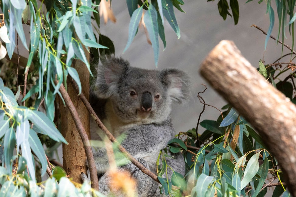 Das Koalaweibchen Téa im Australienhaus des Zoo Zürich.