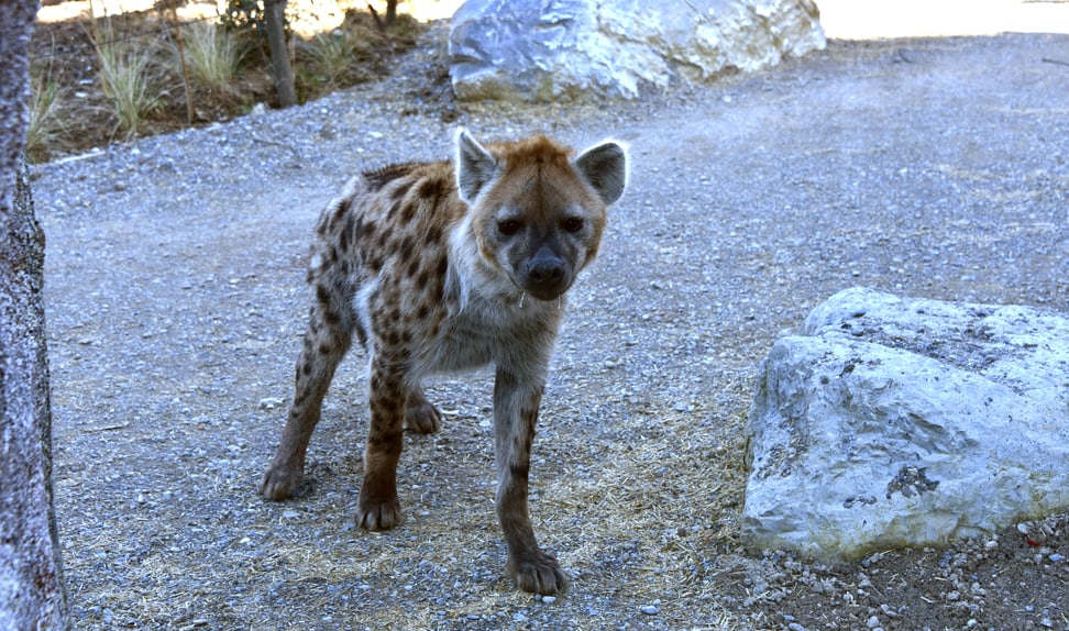 Foto: Zoo Zürich, Robert Zingg Tüpfelhyäne Tesi in der Lewa Savanne.