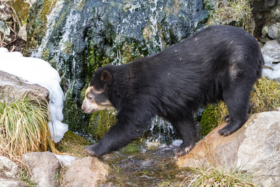 Brillenbärin Sisa im Sangay Bergnebelwald im Zoo Zürich.