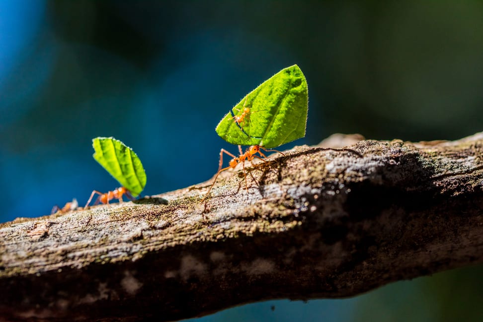 Leafcutter ants.