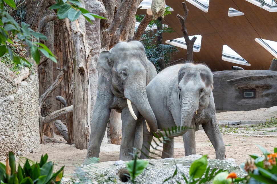 Asiatische Elefanten Thai und Farha im Kaeng Krachan Elefantenpark des Zoo Zürich.
