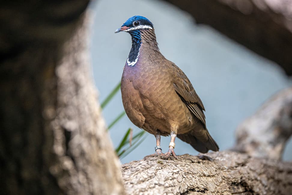 Kubataube im Zoo Zürich