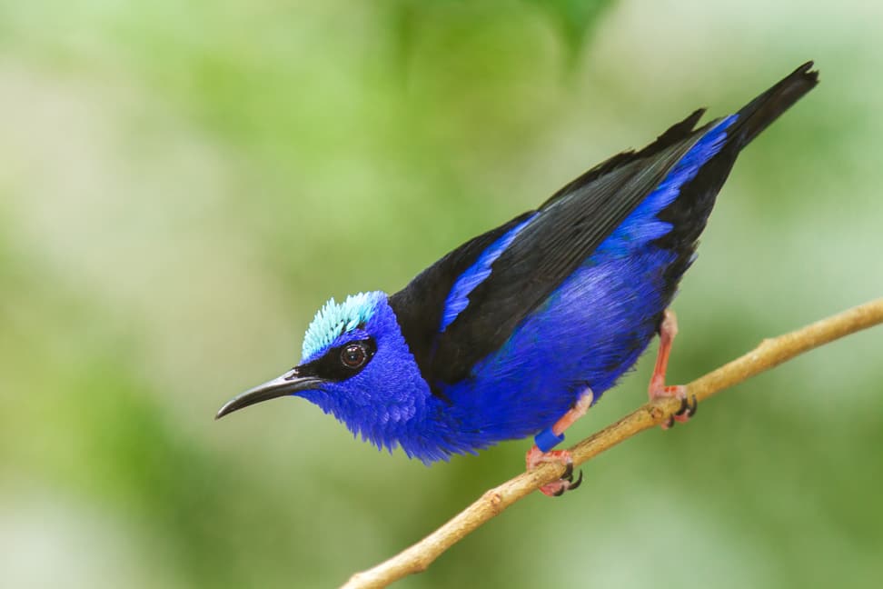 Türkisvogel Foto: Zoo Zürich, Enzo Franchini