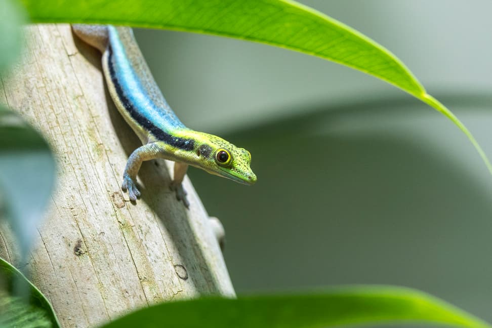 Blauer Bambus-Taggecko im Zoo Zürich.