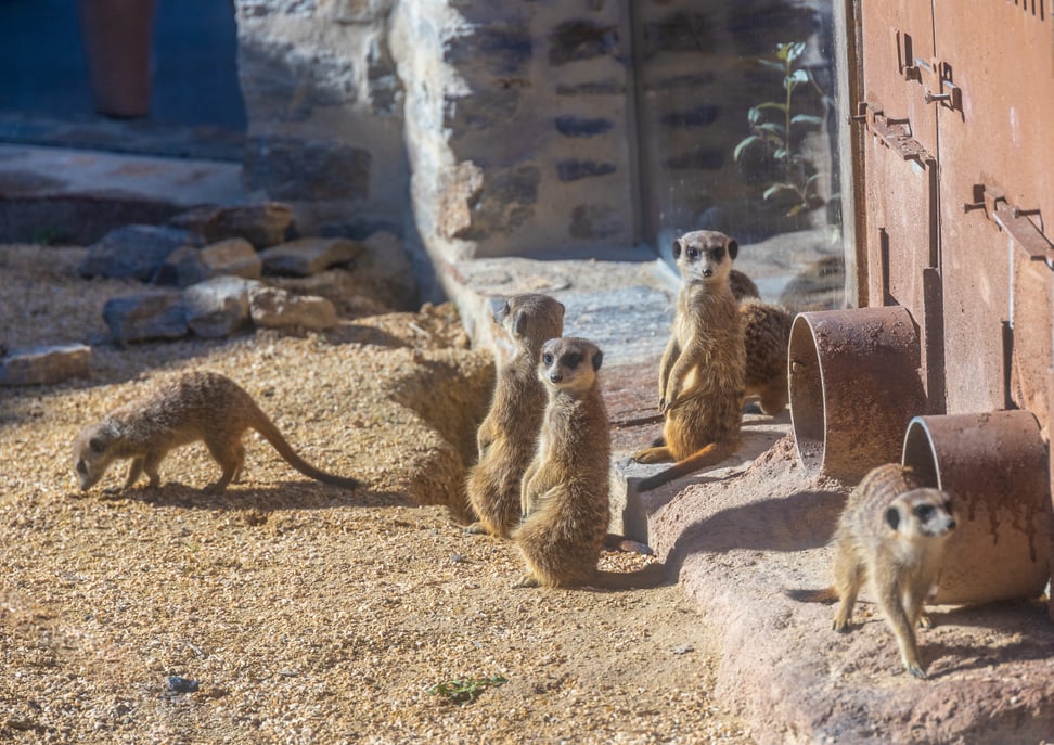 Erdmännchen in der Lewa Savanne des Zoo Zürich.