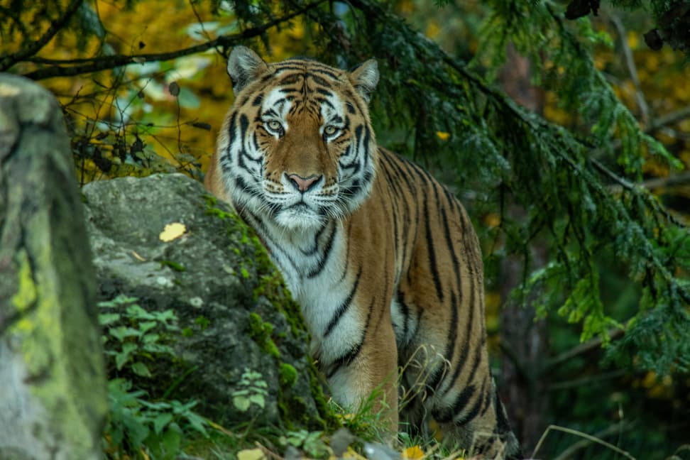 Amurtiger Sayan im Zoo Zürich.