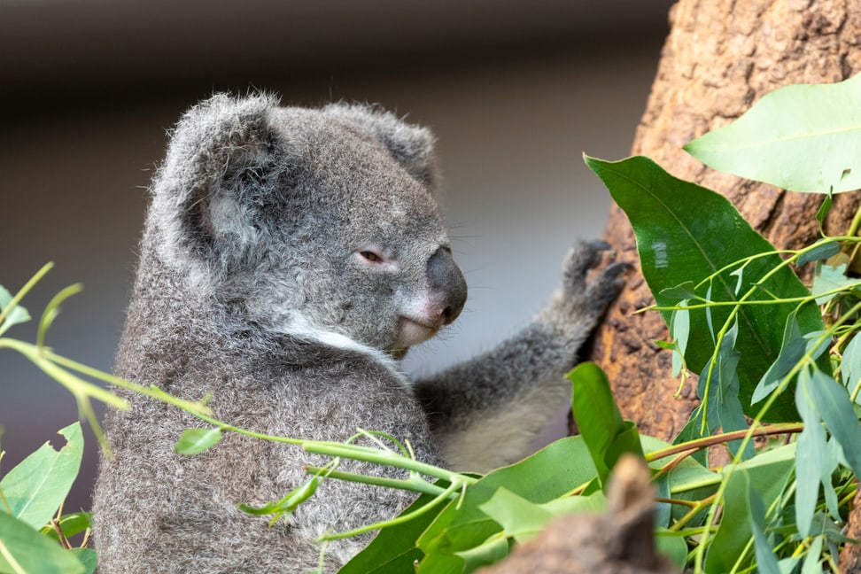 Koala Pippa im Zoo Zürich.