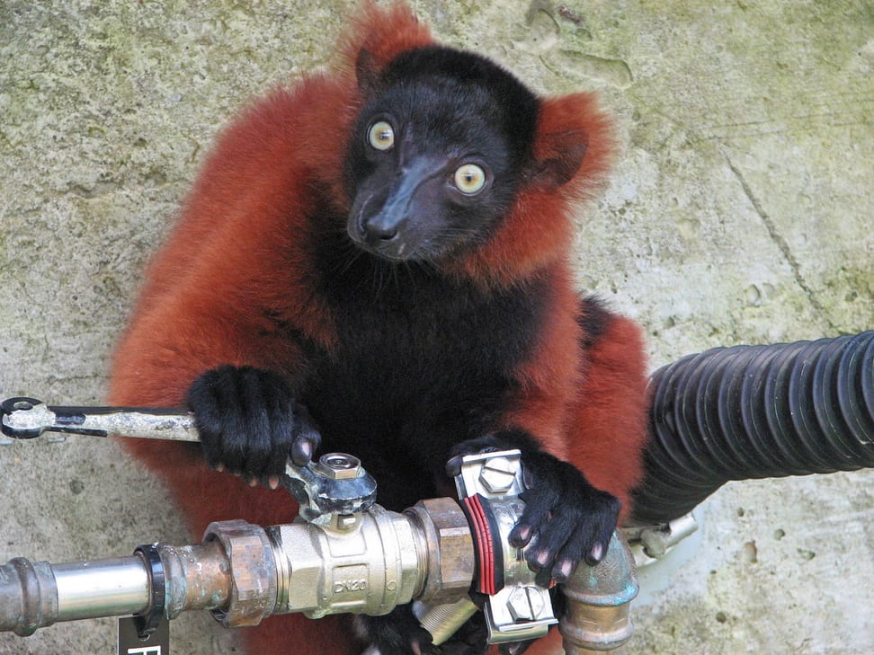 Roter Vari an einem Wasseranschluss im Masoala Regenwald des Zoo Zürich.