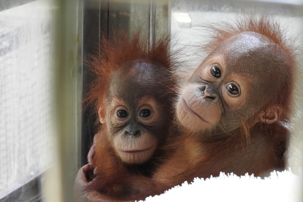 Junge Sumatra-Orang-Utans im PanEco-Schutzprogramm.