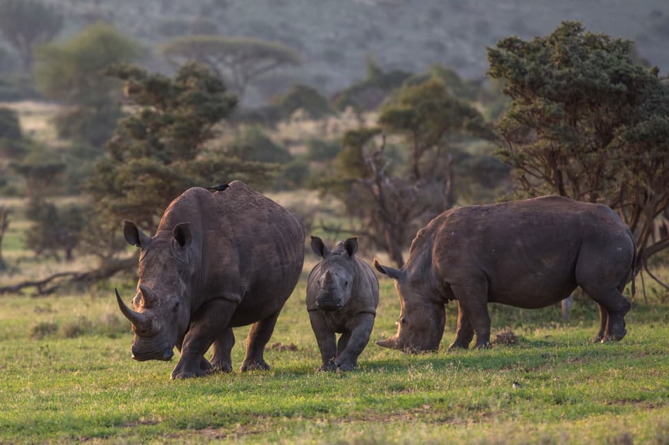 Nashörner Lewa Naturschutz News