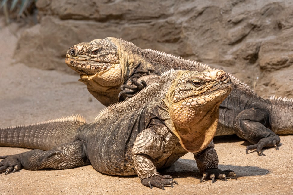 Foto: Zoo Zürich, Enzo Franchini Zwei Exuma-Wirtelschwanzleguane im Zoo Zürich.