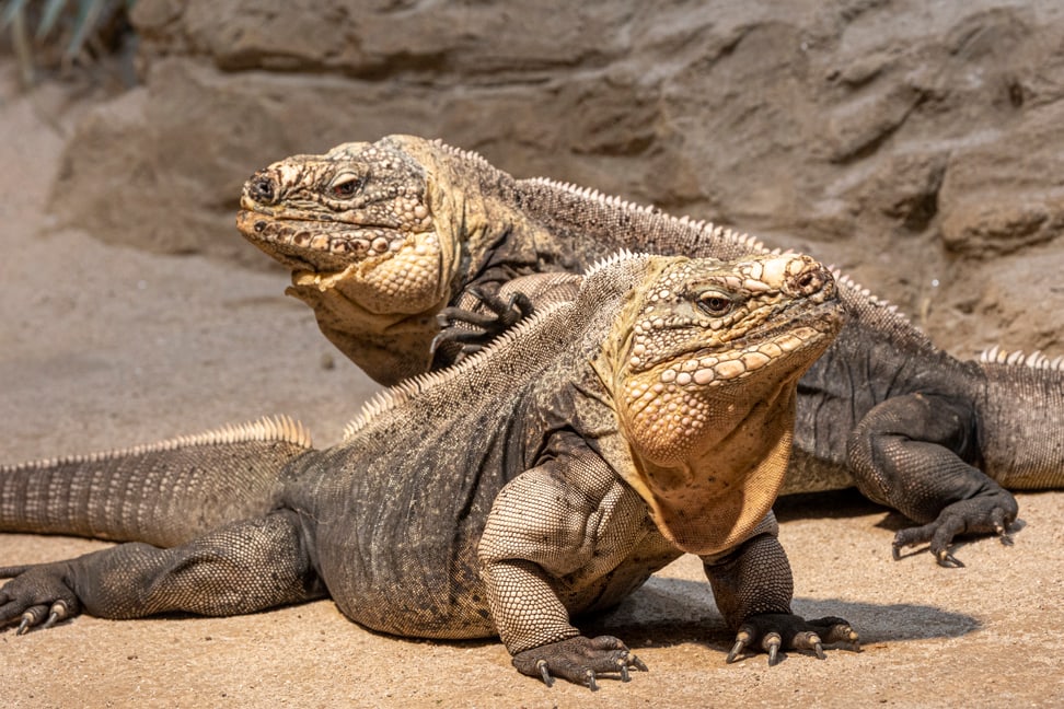 Zwei Exuma-Wirtelschwanzleguane im Zoo Zürich.