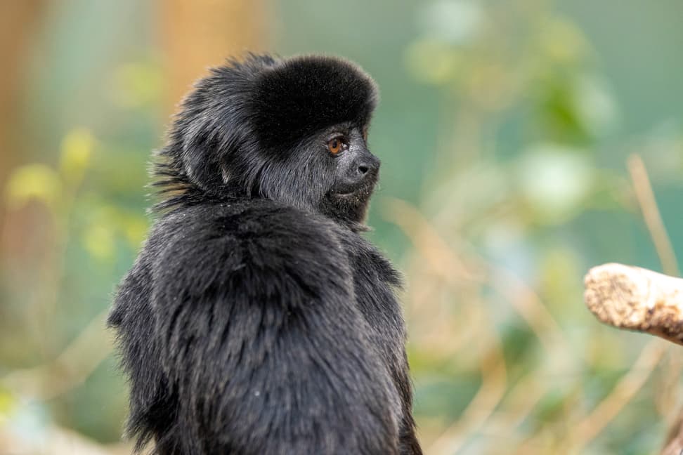 Foto: Zoo Zürich, Enzo Franchini Springtamarin im Zoo Zürich.