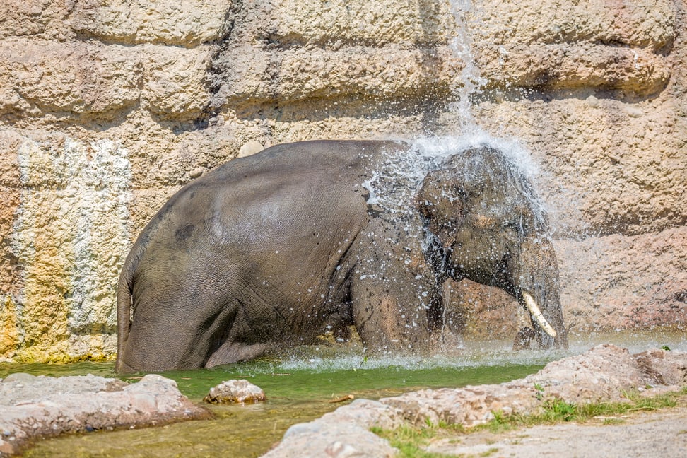 Asiatischer Elefant Thai im Kaeng Krachan Elefantenpark im Zoo Zürich