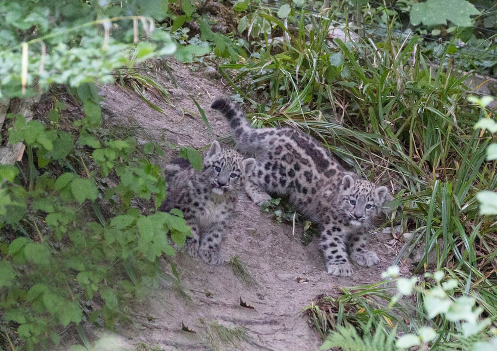 Die beiden jungen Schneeleoparden im Zoo Zürich. 