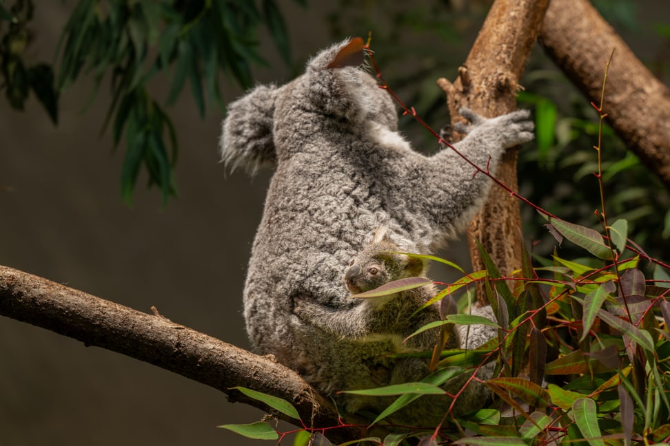 Koala Téa mit Jungtier im Zoo Zürich.
