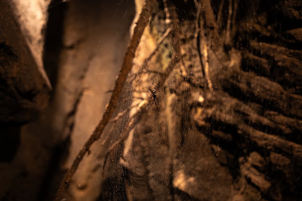 Madagaskar-Seidenspinne im Zoo Zürich.