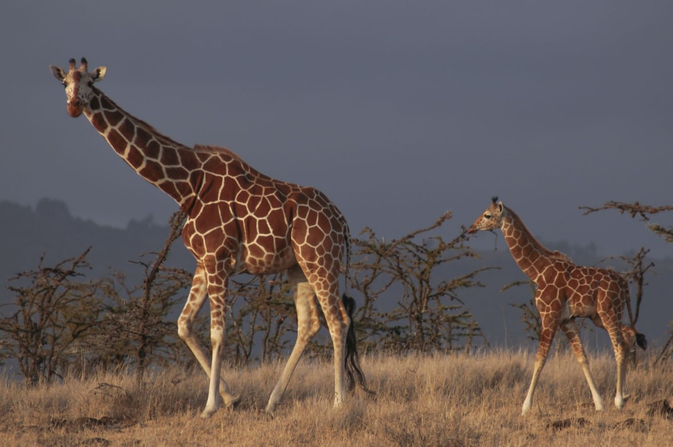 Foto: Zoo Zürich, Martin Bucher Netzgiraffe in der Lewa Wildlife Conservancy in Kenia.