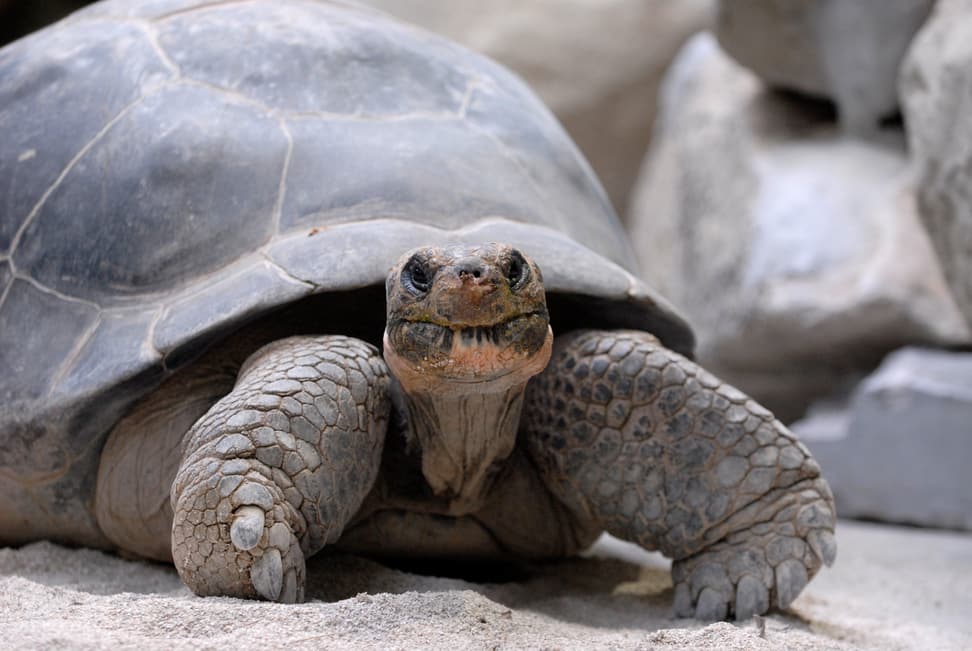 Galapagos-Riesenschildkröte im Zoo Zürich
