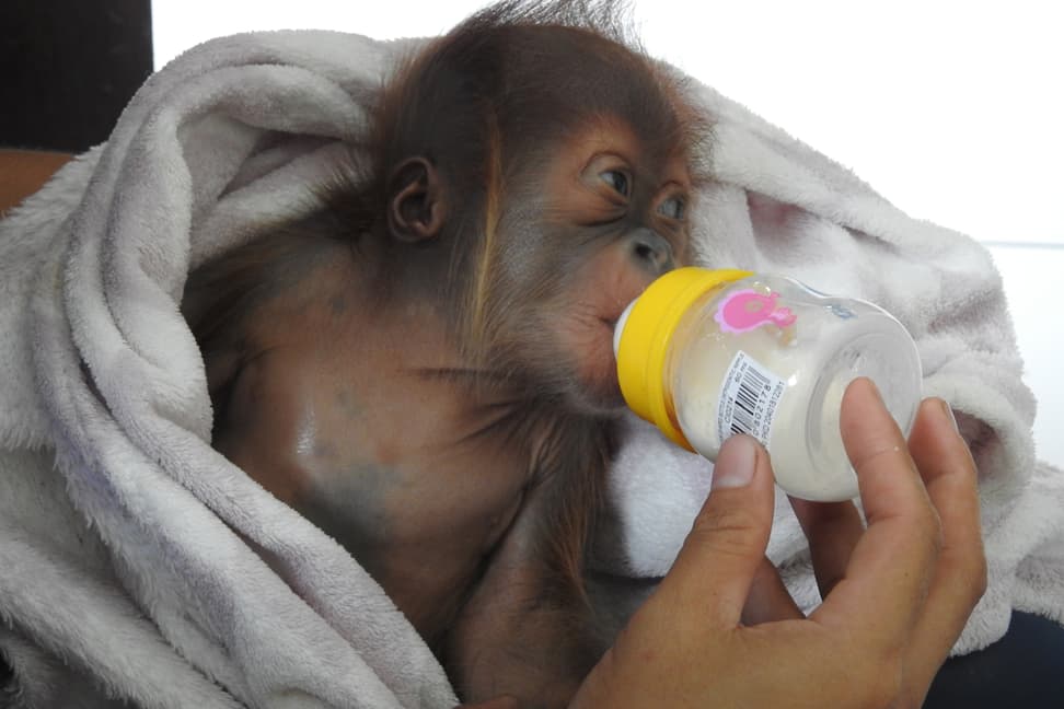 Foto: Stiftung PanEco Junger Sumatra-Orang-Utan im PanEco-Schutzprogramm.