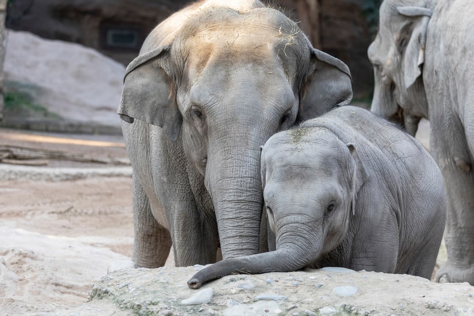 Foto: Zoo Zürich, Enzo Franchini Asiatische Elefanten Farha und Ruwani im Kaeng Krachan Elefantenpark.