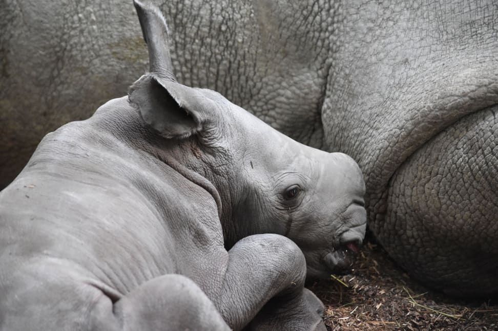 Breitmaulnashorn Ushindi im Zoo Zürich.