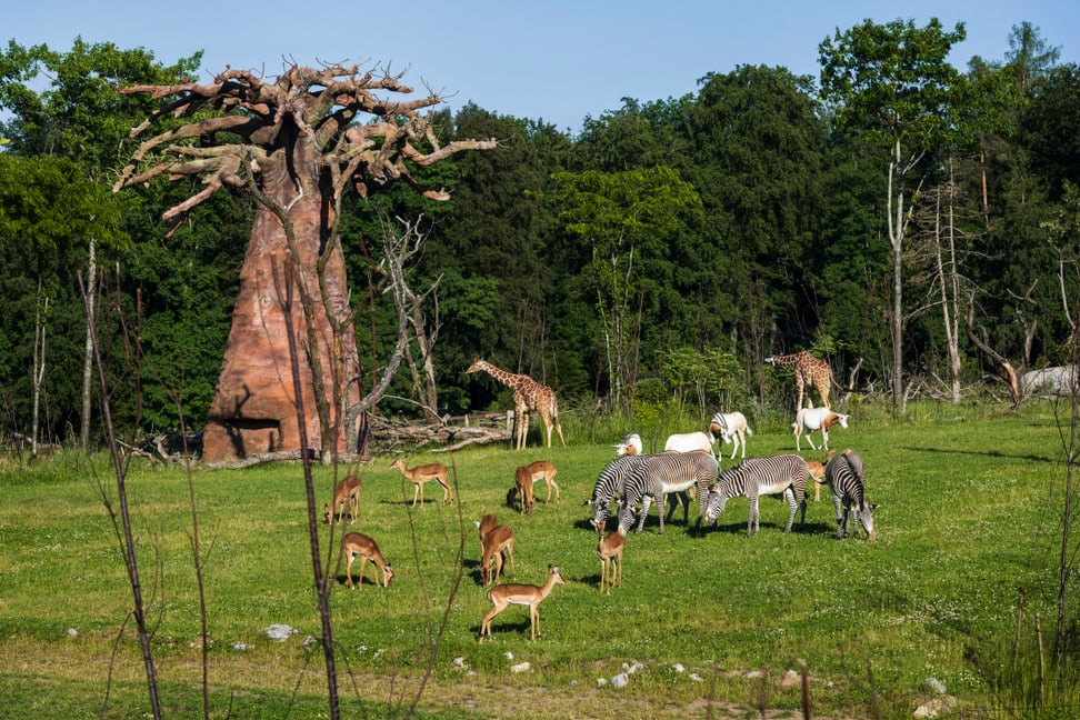 Säbelantilopen, Impalas, Giraffen und Zebras in der Lewa Savenne des Zoo Zürich. 