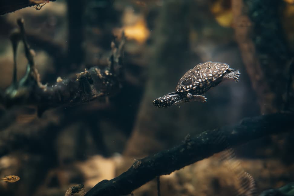Strahlen-Dreikielschildkröte im Zoo Zürich.