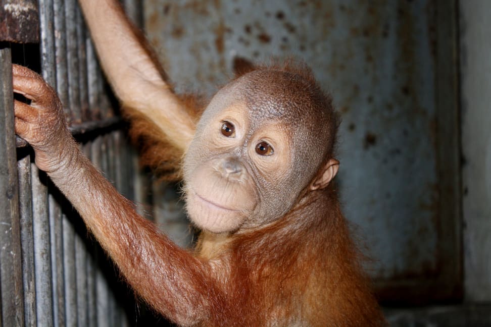Weiblicher Sumatra-Orang-Utan Wenda bei der Ankunft in der Auffang- und Pflegestation dre Stiftung PanEco auf Sumatra.