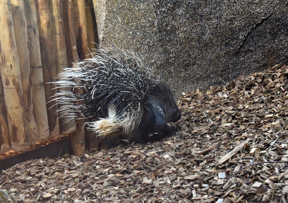 Stachelschwein Otavi im Zoo Zürich.