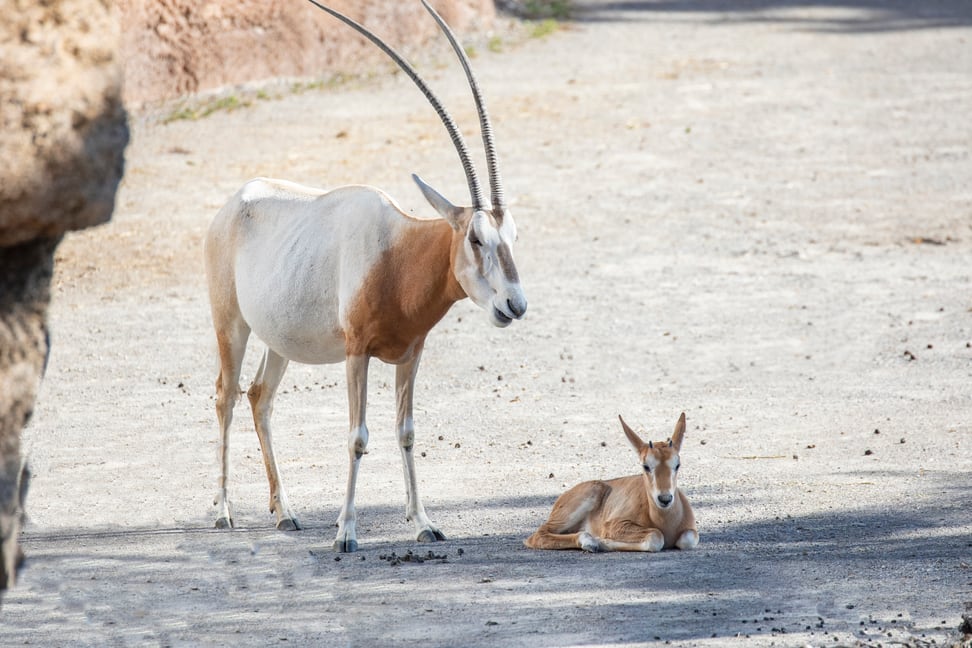 Säbelantilope mit Jungtier im Zoo Zürich