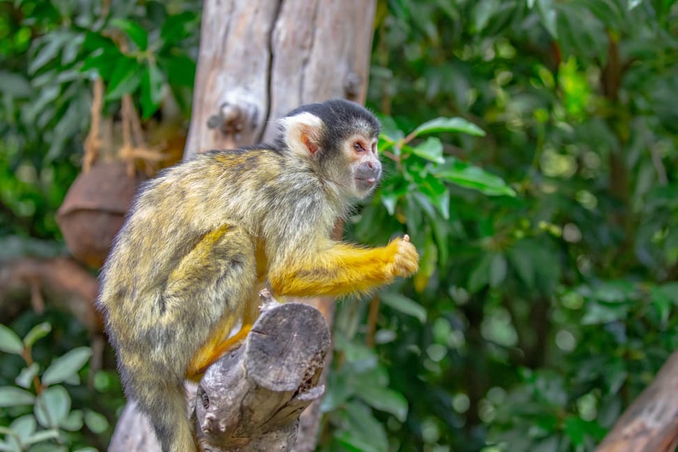 Foto: Zoo Zürich, Albert Schmidmeister Totenkopfäffchen im Pantanal des Zoo Zürich.