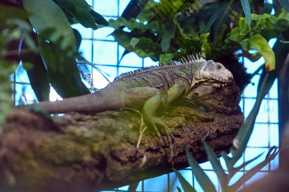 Foto: Zoo Zürich, Pascal Marty Kleiner Antillen-Leguan im Exotarium des Zoo Zürich.