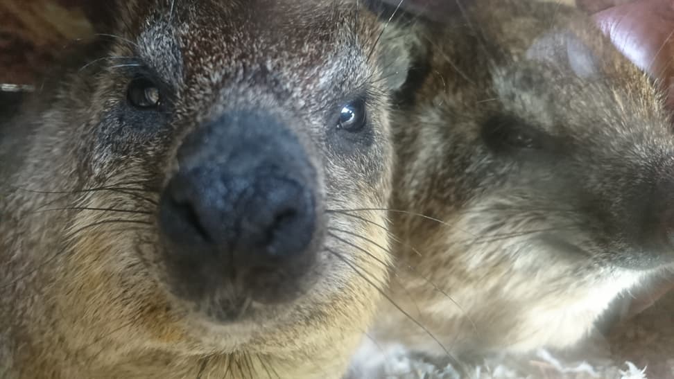 Photo: Maximilian Rometsch Rock hyrax in the Semien Mountains of Zoo Zurich.